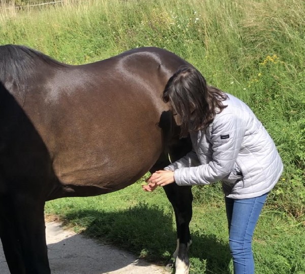 Photo s&eacute;ance de magn&eacute;tisme animal cheval - In&egrave;s Bari&eacute;ty